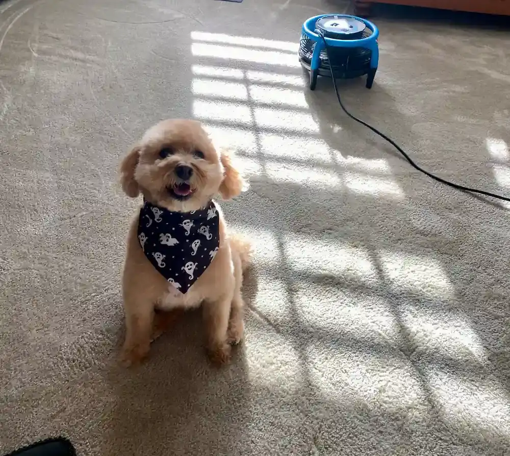 Small dog sitting on freshly cleaned carpet with a drying fan running in a Monmouth County home
