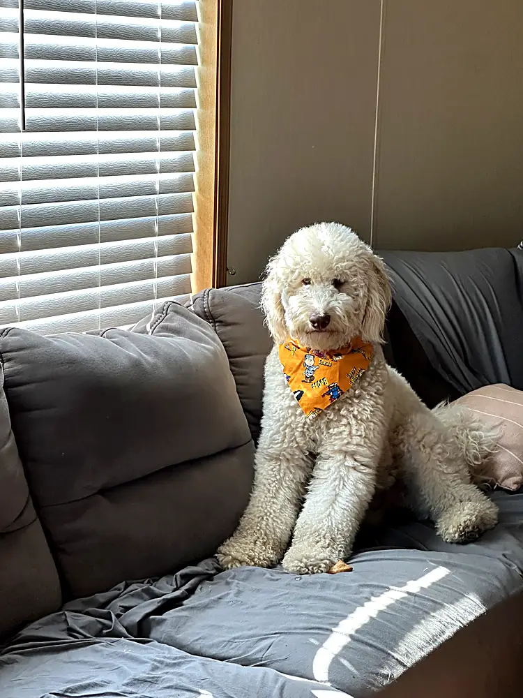 White goldendoodle wearing a bandana sitting on a couch in a Monmouth County, NJ home