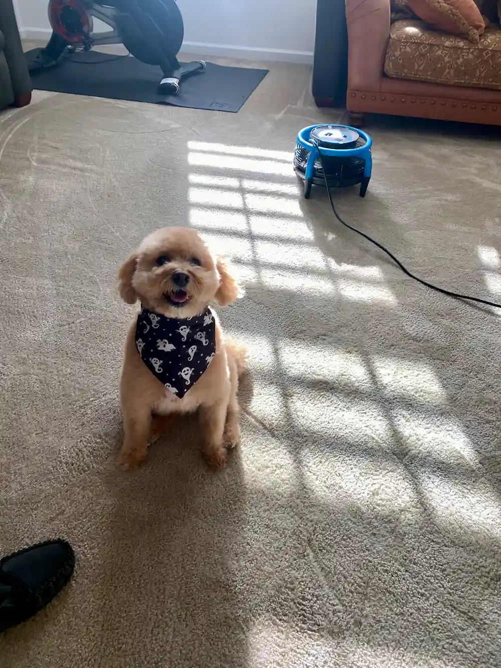 Small dog wearing a bandana sitting on clean carpet in a Monmouth County, NJ home