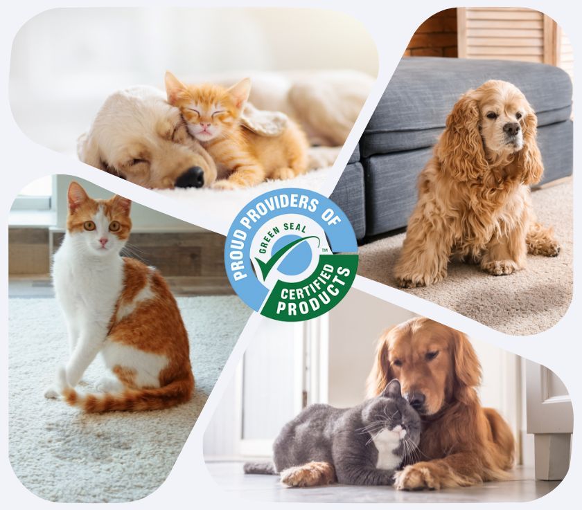 Pet Odor Treatment Services in Howell Township