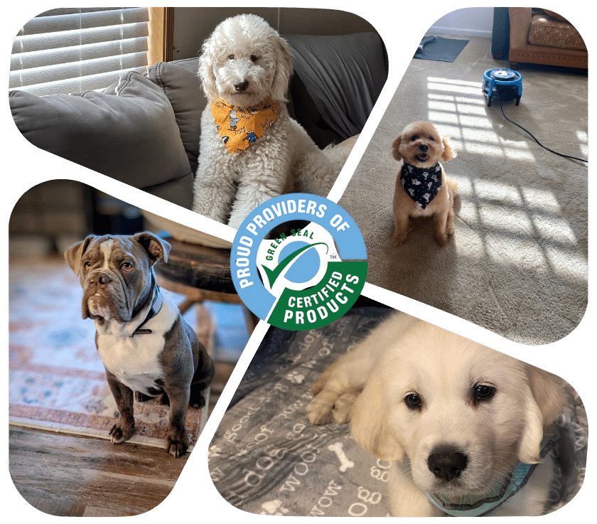 Pet Odor Treatment in Shrewsbury NJ