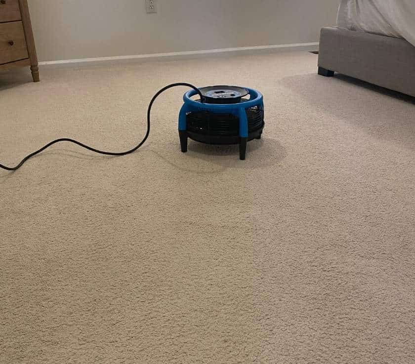 Freshly cleaned carpet following pet odor removal treatment