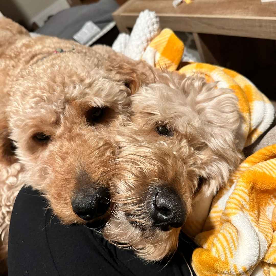 Pure Surface Care use safe cleaning solutions for pets and people.