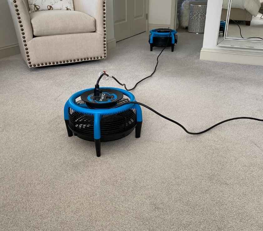 Clean carpet after pet odor removal with fast drying fan