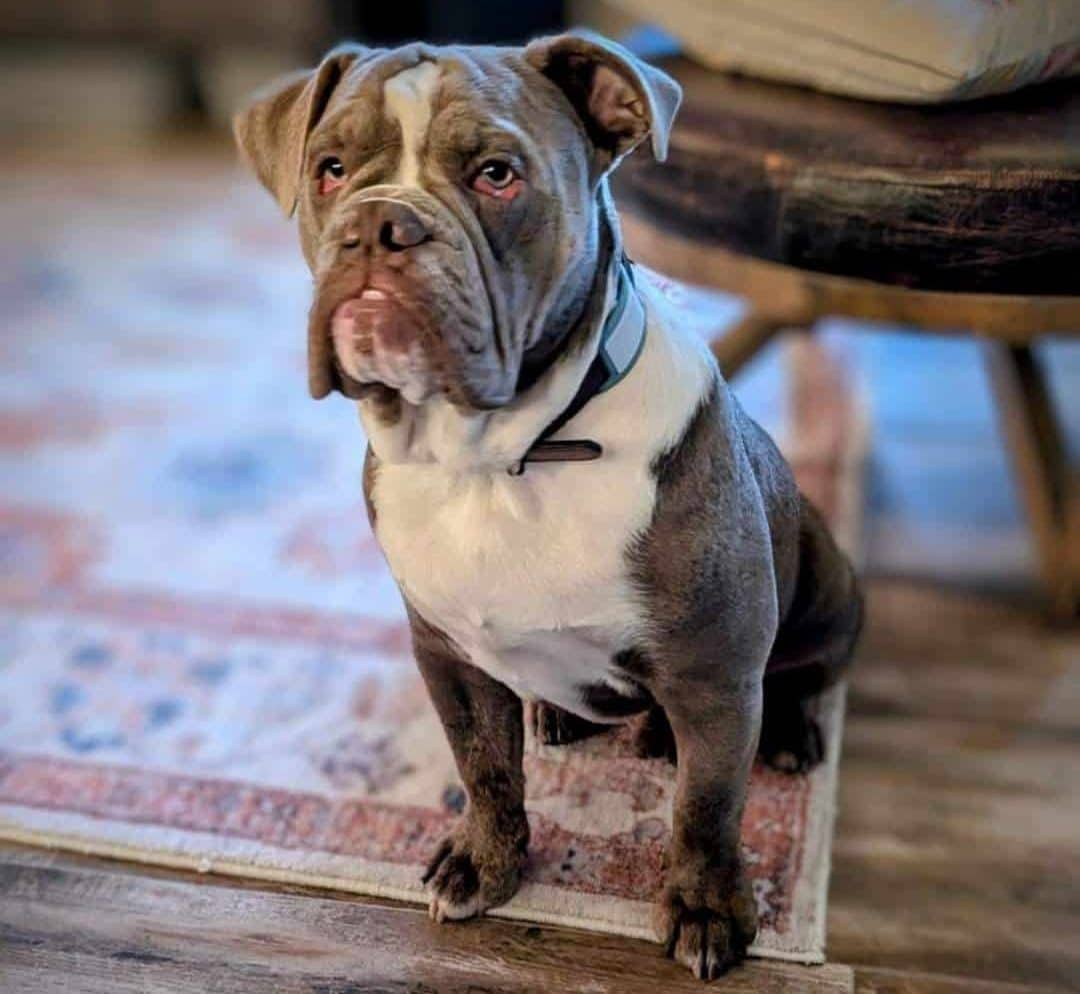 Pet Odor Removal in Colts Neck NJ-1