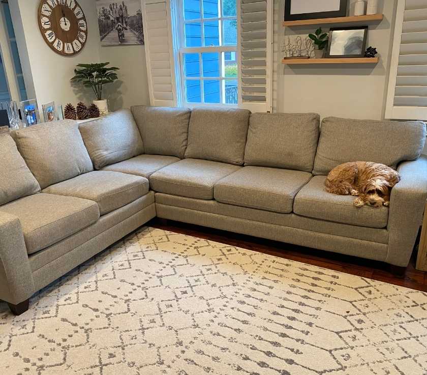 Dog relaxing on a clean couch after professional pet odor removal in Fair Haven NJ