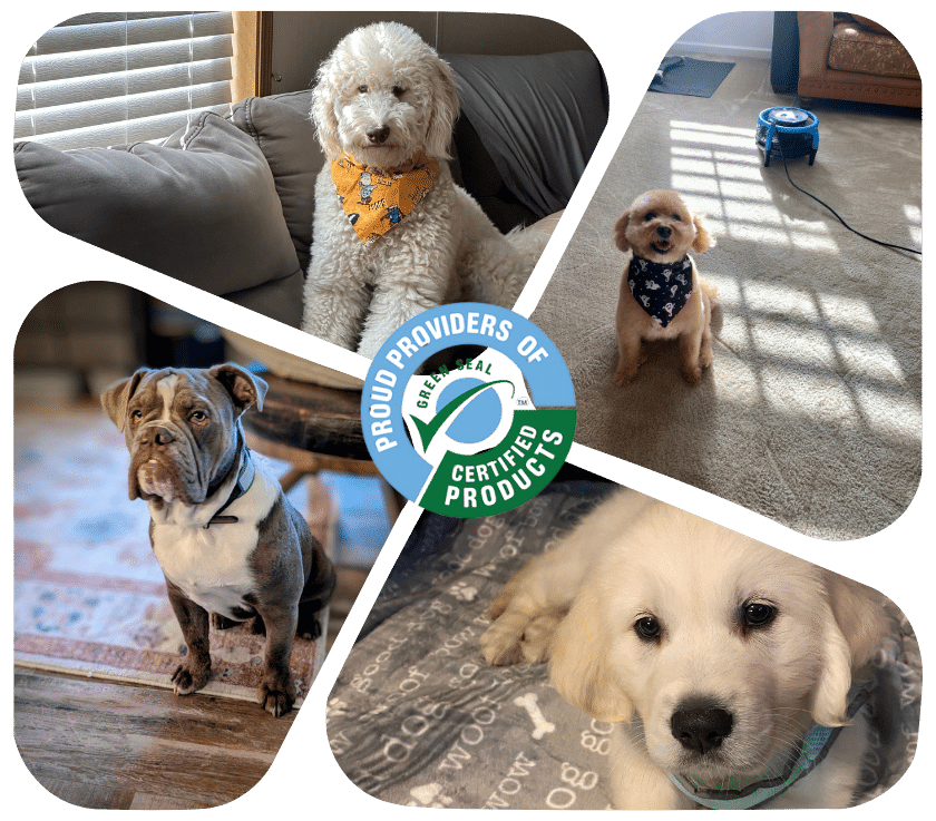 Pet Odor Treatment in Shrewsbury NJ